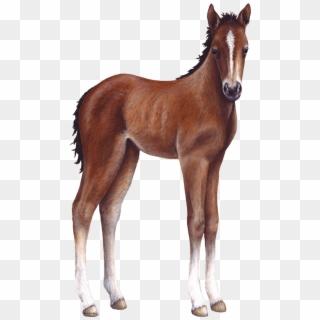 Foal Png Clipart
