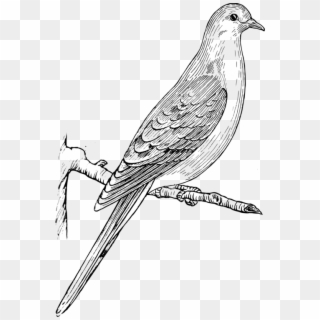 Vector Doves Turtle Dove - Dove On Branch Png Clipart