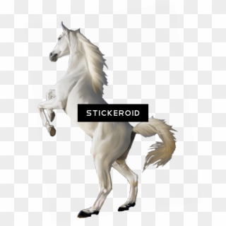 White Horse Png - Png Background Hd Animals Clipart