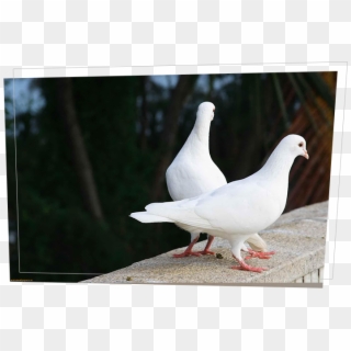 Doves - Love In Nature Hd Clipart