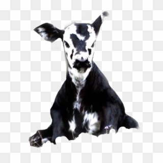 Download Free Cow Png Transparent Images Pikpng