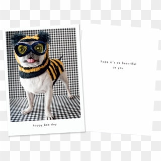 1 - American Wirehair Clipart