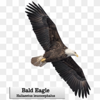 Click And Drag To Re-position The Image, If Desired - Bald Eagle Clipart