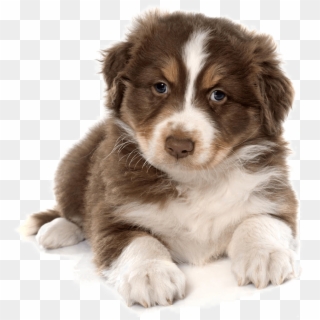 Siberian Husky Puppy Cat Pet Carrier Cute Dog 1100 - Cute Dog Png Clipart