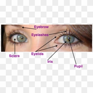 Eye Anatomy Kinder Labled - Eyelash Extensions Clipart