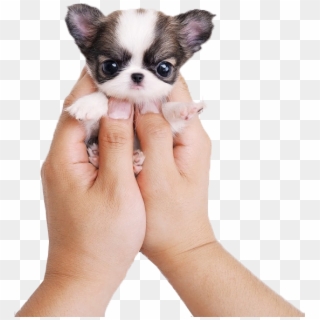 Kisspng Chihuahua Siberian Husky Puppy Cat Cuteness - Very Cute Puppies Clipart