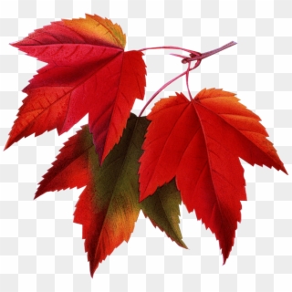 Autumn Leaves - Fall Pictures For Email Signatures Clipart