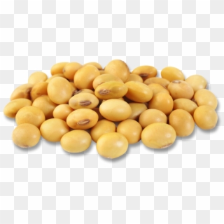 Soybean Png - Soybean Clipart