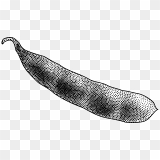 Bean, Pod, Seed Pod, Soybean, Stipple - Seed Pod Clipart - Png Download