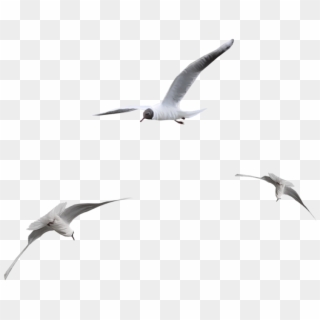 Tubes Oiseaux - Летящие Чайки Clipart