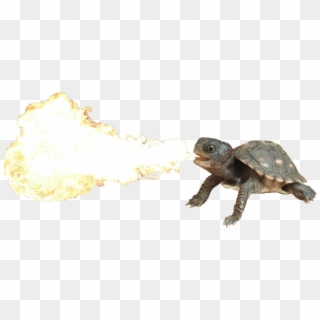 Fire Breathing Turtle - Fire Breathing Turtle Dragon Clipart