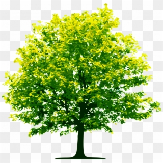 High Resolution Trees Png Clipart