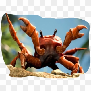 Crab Rave Obama Is Gone Clipart