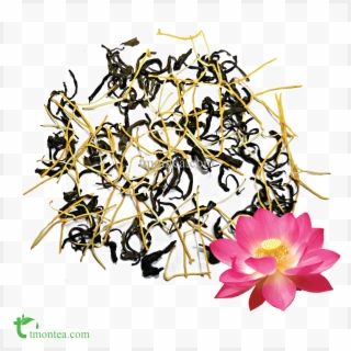 Lotus Blossom - Sacred Lotus Clipart