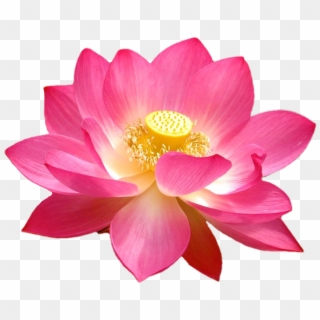 Lotus Blossom Via Xephronn Venerius On Tumblr - Lotus Flowers Transparent Background Clipart