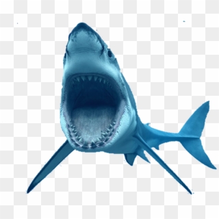 #tiburon #reto - Great White Shark Png Clipart