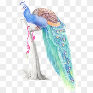 Mq Blue Birds Bird Peacock Watercolor - Turkey Clipart