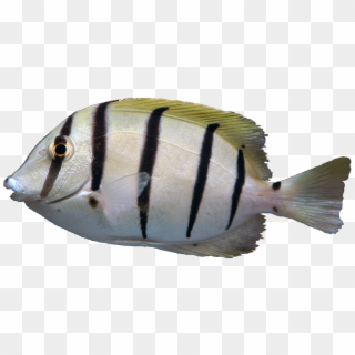 Butterflyfish Clipart Angle Fish - Oily Fish - Png Download