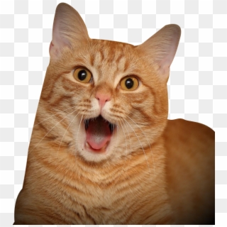 Cat Tongue Png - Surprised Cat Png Clipart