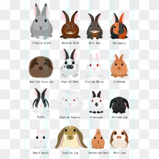 Rabbit Breeds Chart Studio Ayutaka Store Animal - Rabbit Breed Chart Clipart