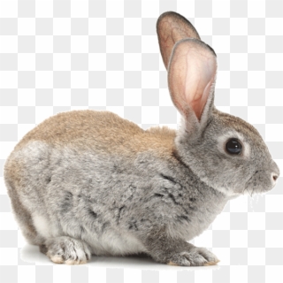 Bunny - Детей Заяц Clipart