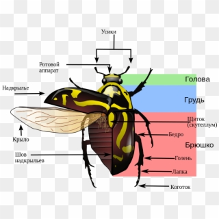 Diagram Firefly Body Diagram Diagram Schematic Circuit - Variegated Mud Loving Beetle Diagram Clipart