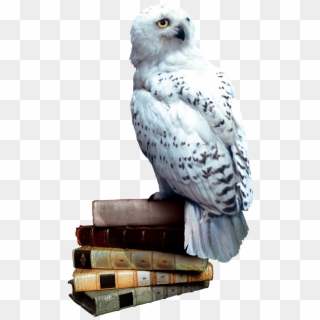 Harry Potter Wikia - All Harry Potter Owls Clipart