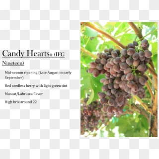 Candy Hearts Grapes Clipart