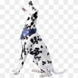 Dog Clipart