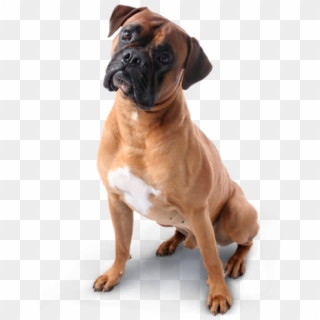 Dog Png Image Free - Boxer Dog Transparent Background Clipart