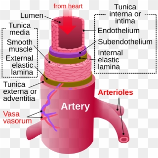 Difference Between Arteries And Veins Clipart