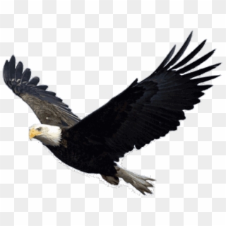 Bald Eagle Png Transparent Images - Eagle Png Clipart