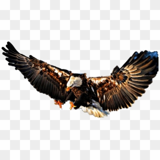 #landing #eagle #baldeagle #bird #fly #beautiful - High Resolution Eagle Wallpaper Hd Clipart
