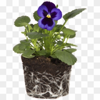 Violet - Pansy Clipart