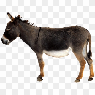 Donkey - Burro Png Clipart