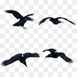 Black Crows Hi-res - Flock Clipart