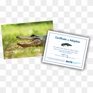 Items Included In E-pal Package - American Alligator Clipart