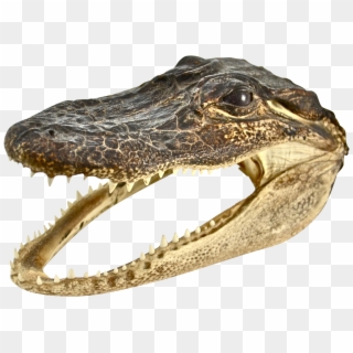 Alligator Head Png - American Crocodile Clipart