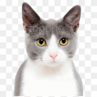 Free Png Download Cat Cute Png Images Background Png - Stock Photo Of Cat Clipart