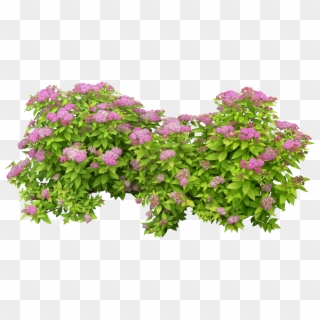 Green Bush Png - Transparent Background Flower Bush Png Clipart