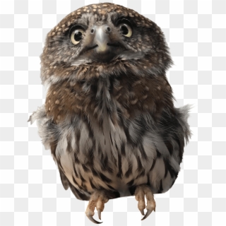 Pygmy Owl - Alaska Raptor Center Clipart