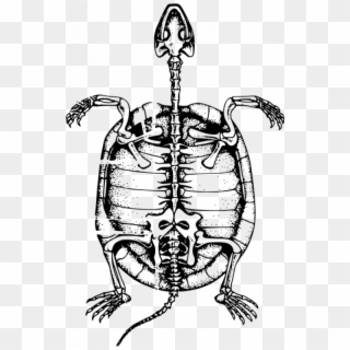 Esqueleto De Tortuga Marina - Turtle Skeleton Clipart