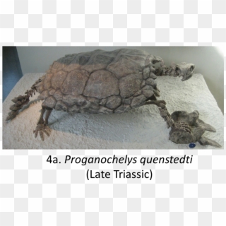 Names In Red Indicate That The Fossil Is Younger Than - Proganochelys Quenstedti Clipart