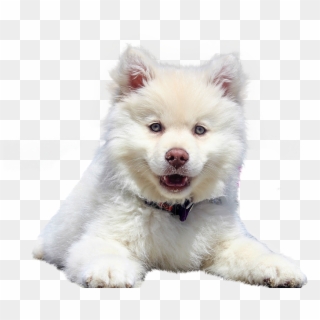 Dog, Isolated, Animal, White, Purebred Dog, Pet, Dear - De Filhote De Cahorro Branco Clipart