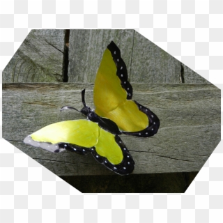 When I Saw Soda Can Butterflies On The Internet, I - Apatura Clipart