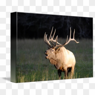 Picture Free Library Bugling By Warren Price - Elk In Tennessee Clipart