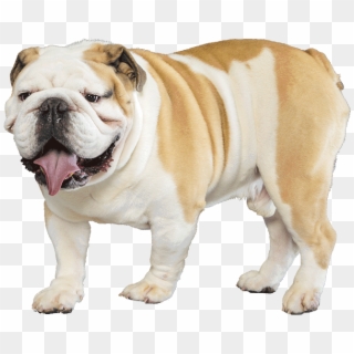 Bulldog Png Transparent Images - English Bulldog Transparent Background Clipart