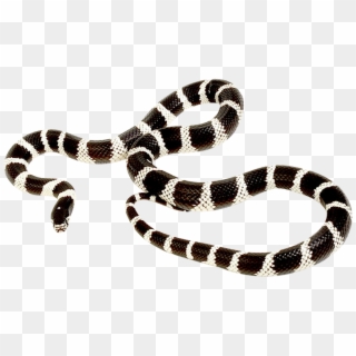 King Snake Png - Snakes Clipart