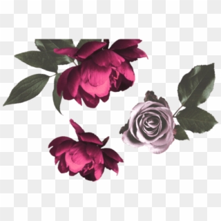 Filter Products - Garden Roses Clipart