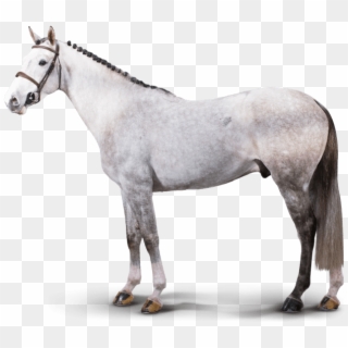 Chicago Chicago - Stallion Clipart